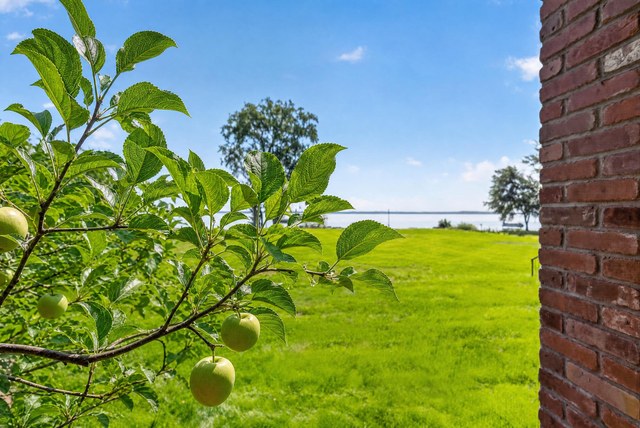 Fruit trees on the grounds